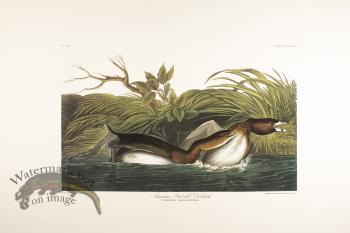 American Pied-Billed Dobchick